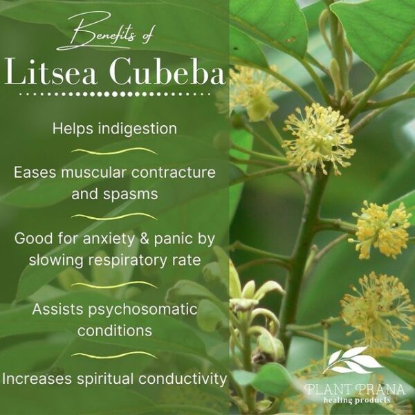 The Benefits of Litsea Cubeba - Plant Prana Essential Oils