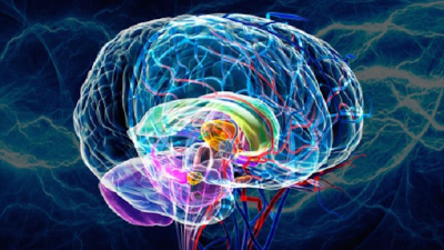 Previous Class: Lymphatic Technique Module 6: Brain Fog and Protecting the Brain