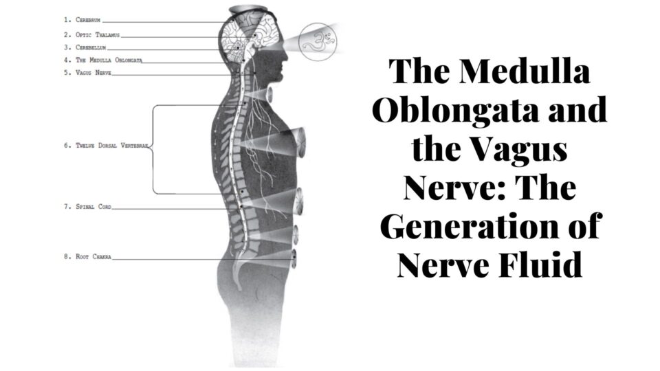 The Medulla Oblongata and the Vagus Nerve: The Generation of Nerve Fluid
