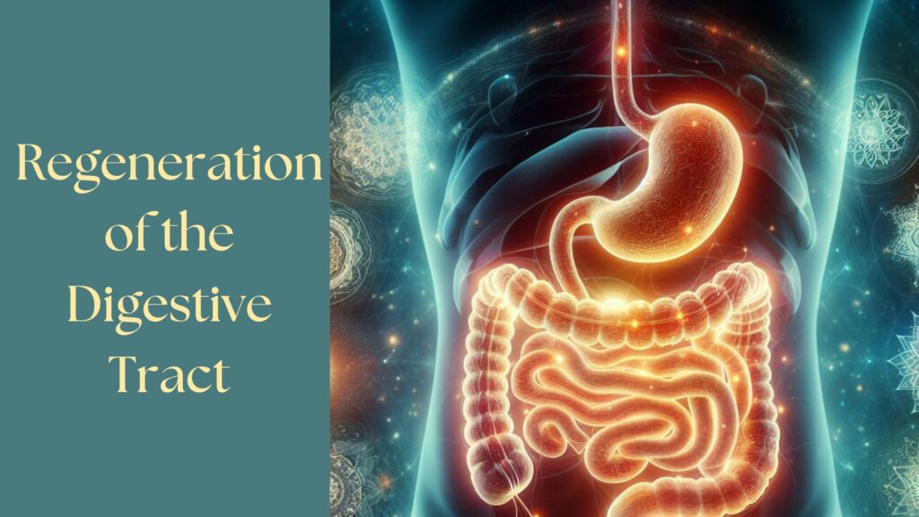 Previous Class: Regeneration of the Digestive Tract